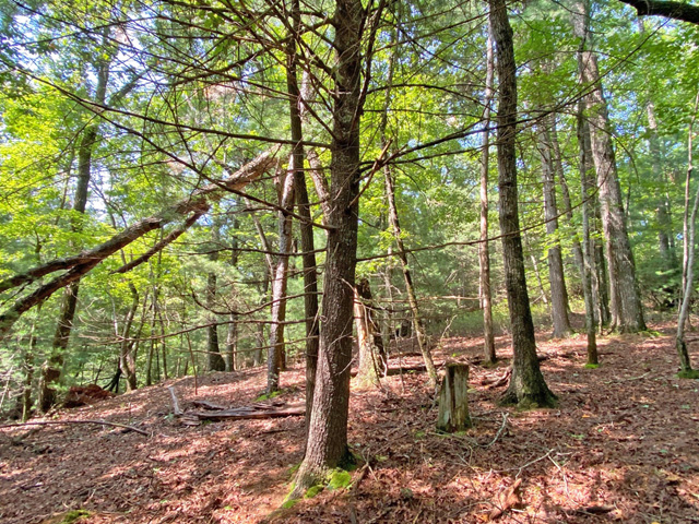 Lumpkin County land for sale
